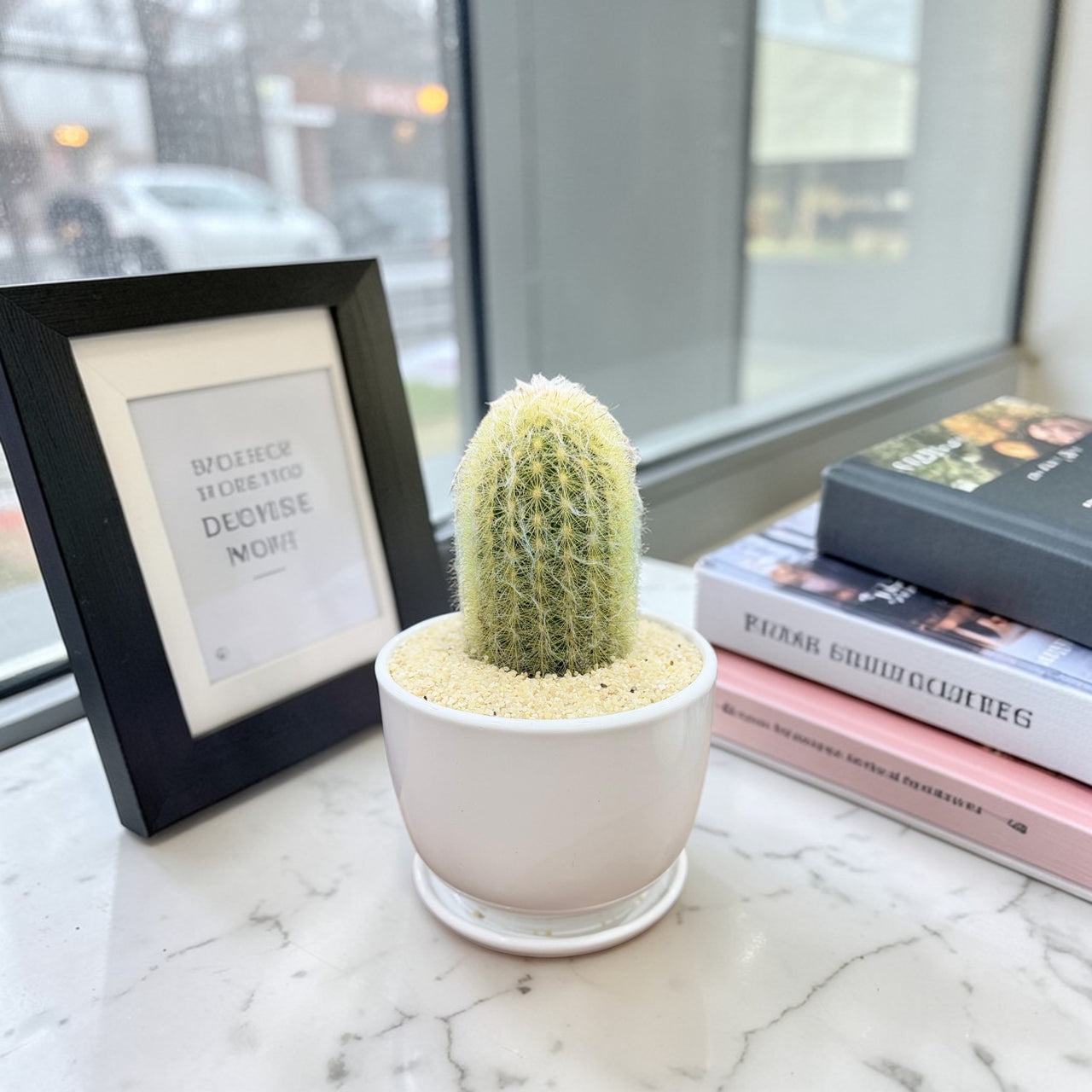 Peruvian Old Man Cactus (Espostoa lanata)
