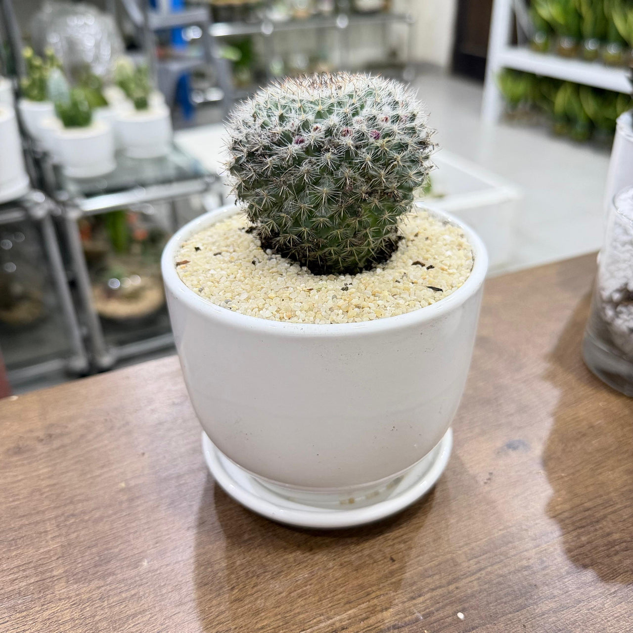 Mammillaria hahniana (Old Lady Cactus)