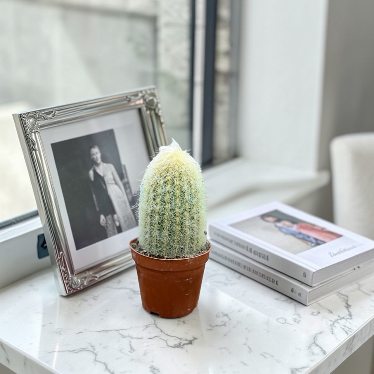 Peruvian Old Man Cactus (Espostoa lanata)