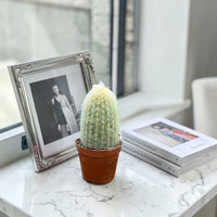 Peruvian Old Man Cactus (Espostoa lanata)