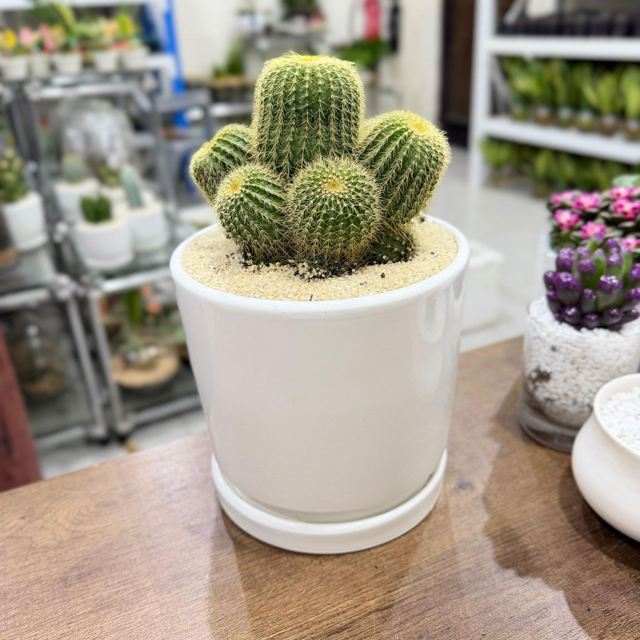 Golden Barrel Cactus - Echinocactus grusonii