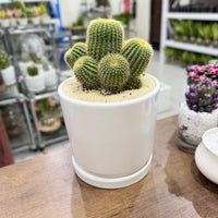 Golden Barrel Cactus - Echinocactus grusonii