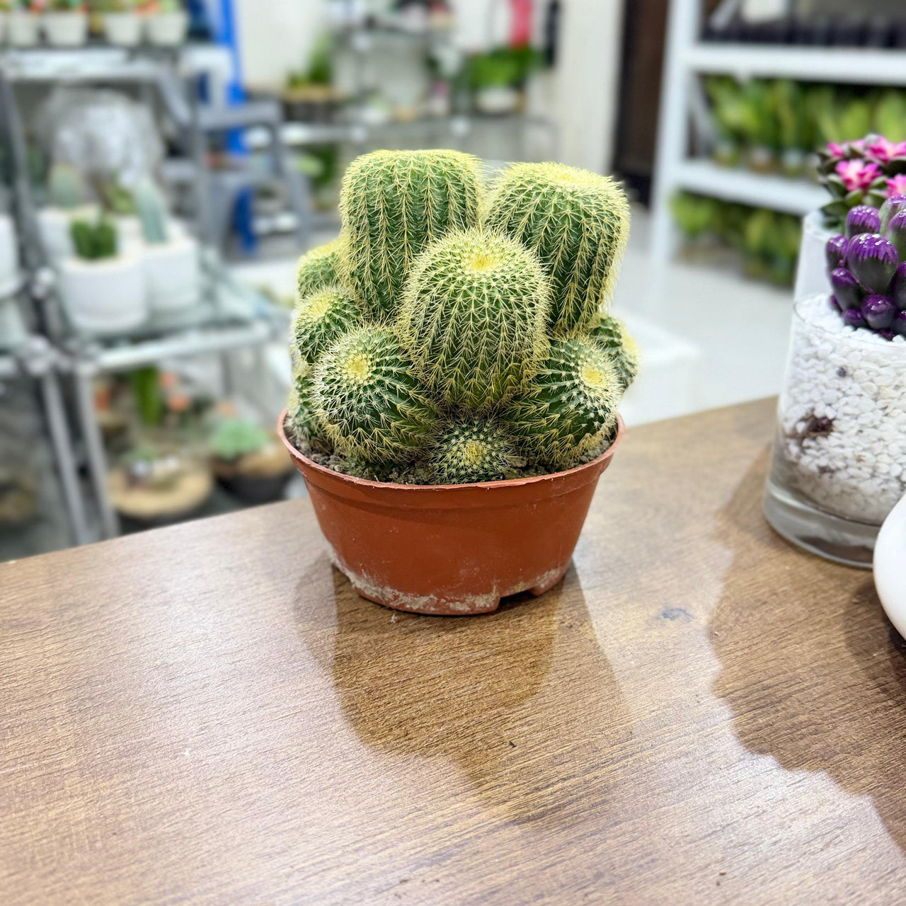 Golden Barrel Cactus - Echinocactus grusonii