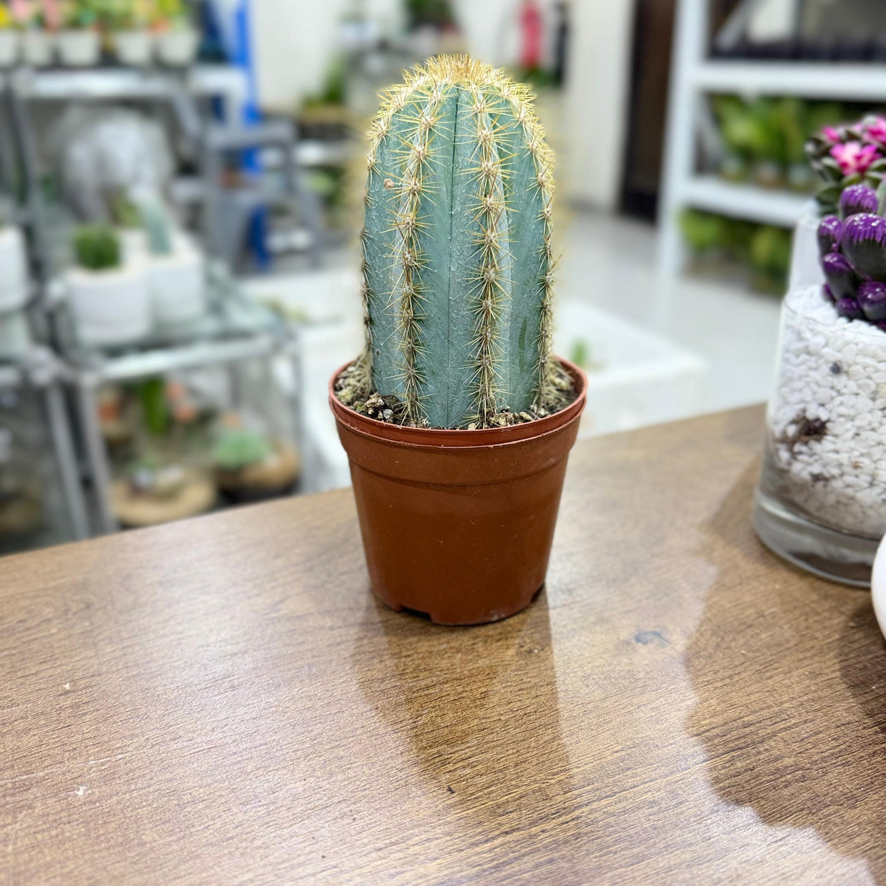 columnar Mix cactus