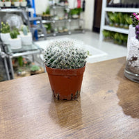 Mammillaria hahniana (Old Lady Cactus)