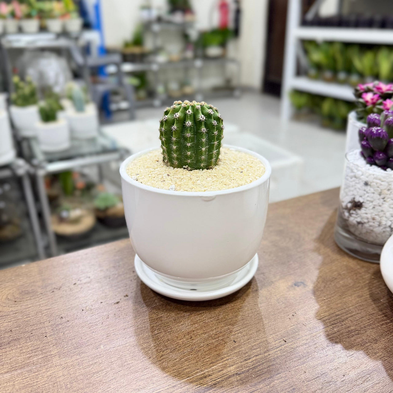 Echinopsis oxygona cactus
