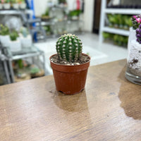 Echinopsis oxygona cactus