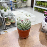 Mammillaria hahniana (Old Lady Cactus)