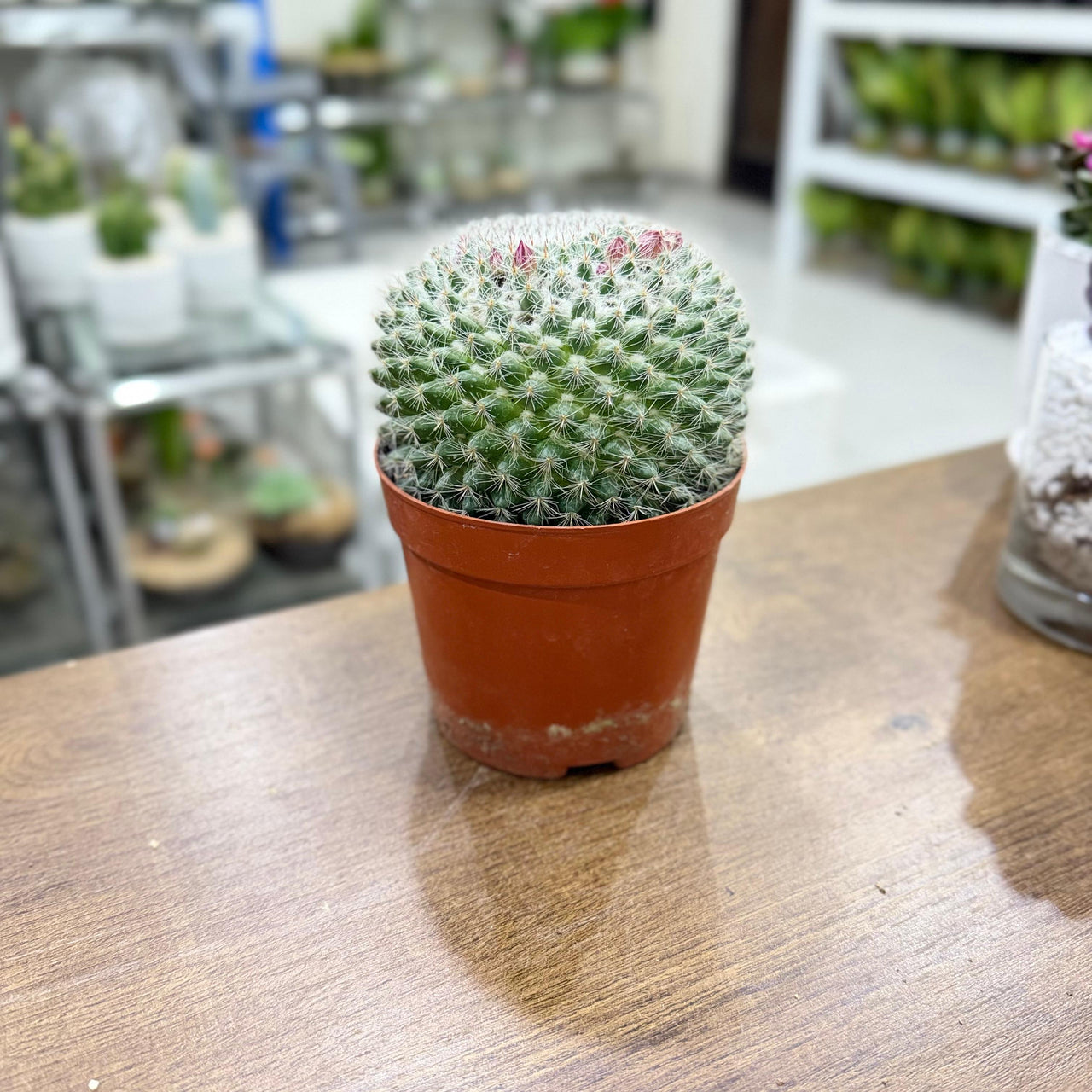 Mammillaria hahniana (Old Lady Cactus)