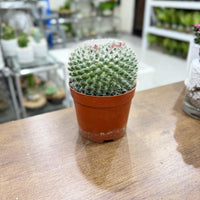 Mammillaria hahniana (Old Lady Cactus)