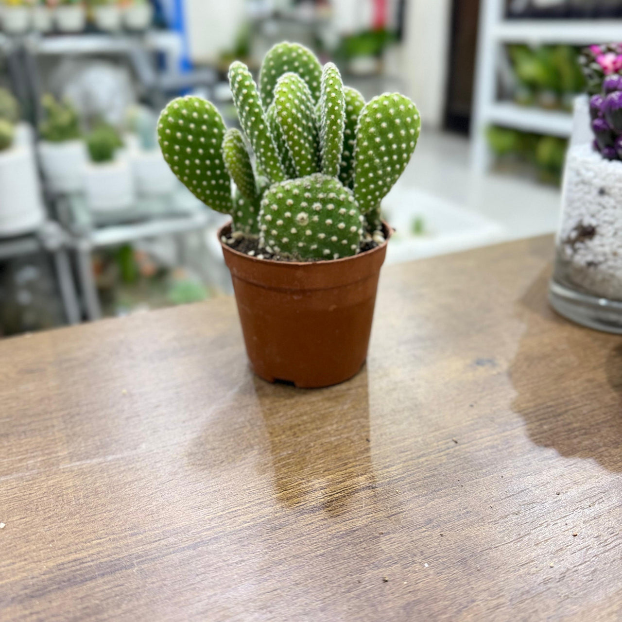Cactus Opuntia Albata