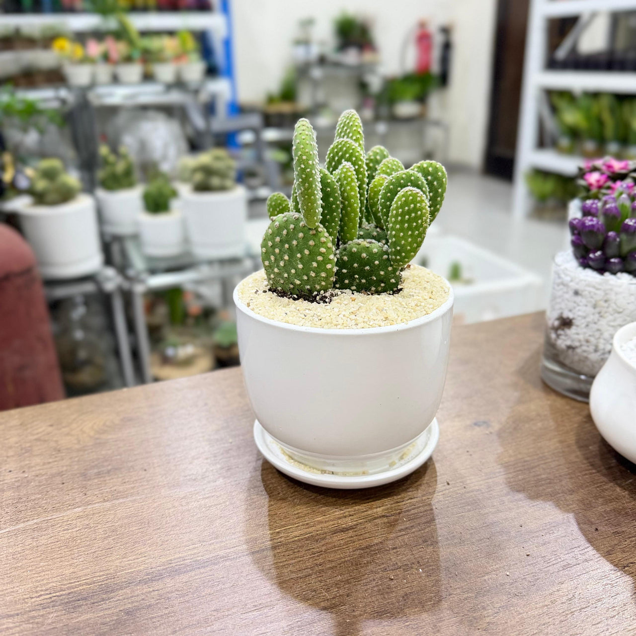 Cactus Opuntia Albata