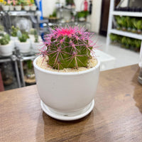Golden Barrel cacti (Echinocactus grusonii) Painted
