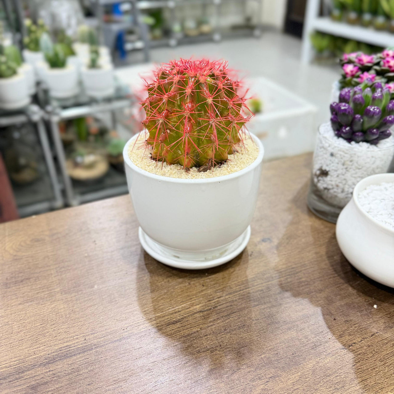 Golden Barrel cacti (Echinocactus grusonii) Painted