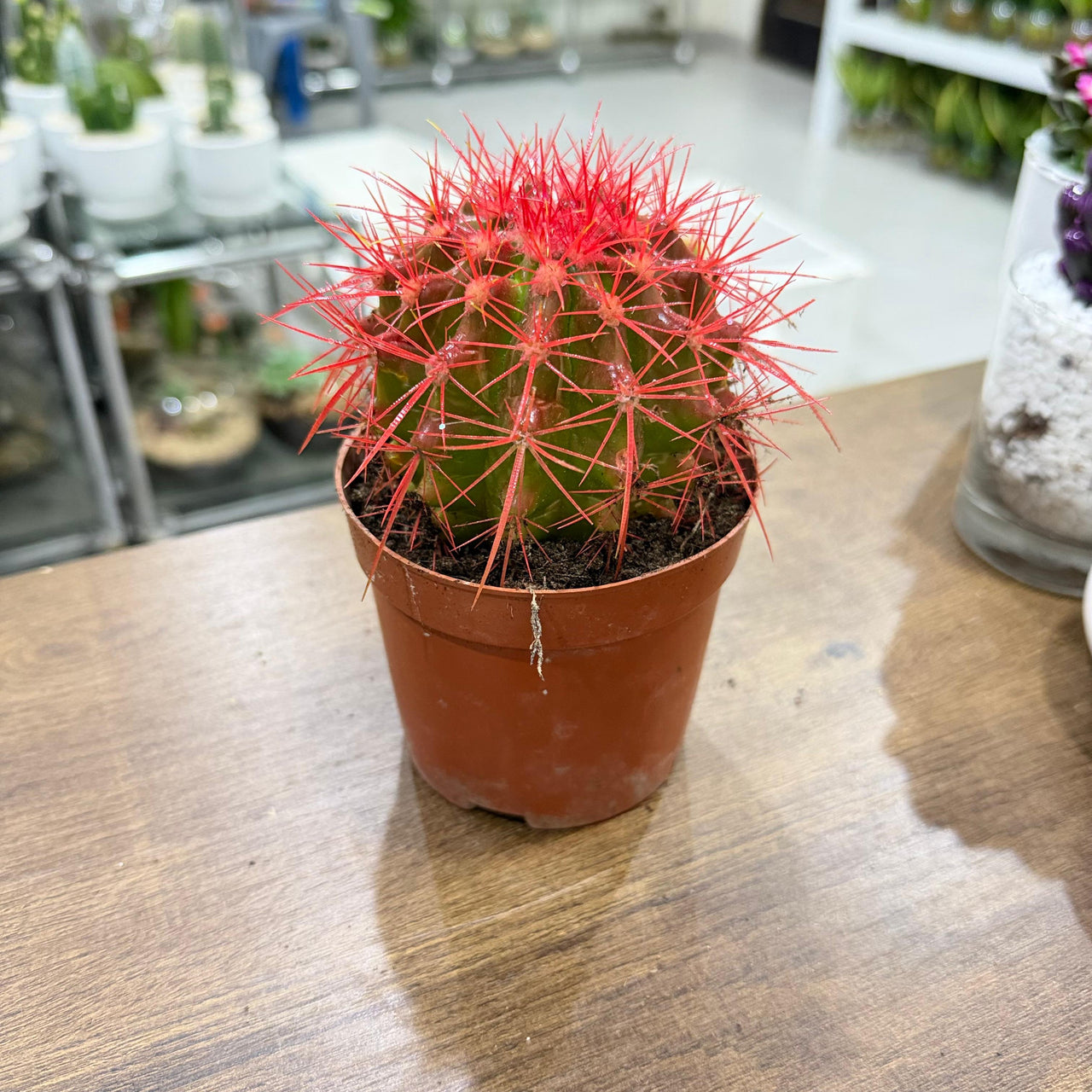 Golden Barrel cacti (Echinocactus grusonii) Painted