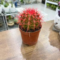 Golden Barrel cacti (Echinocactus grusonii) Painted