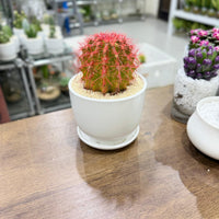 Golden Barrel cacti (Echinocactus grusonii) Painted