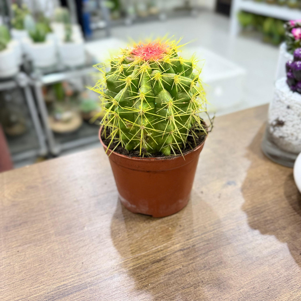 Golden Barrel cacti (Echinocactus grusonii) Painted