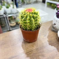 Golden Barrel cacti (Echinocactus grusonii) Painted
