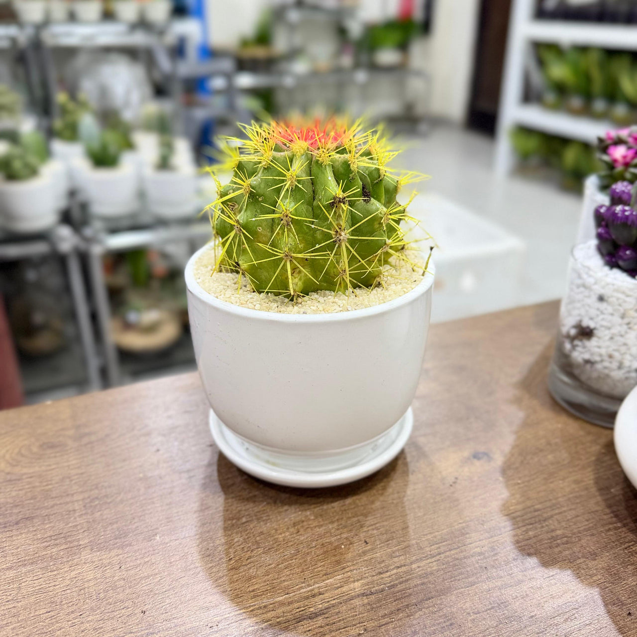 Golden Barrel cacti (Echinocactus grusonii) Painted