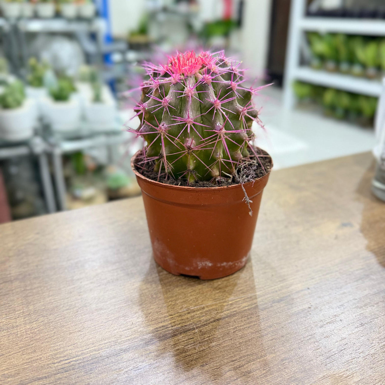 Golden Barrel cacti (Echinocactus grusonii) Painted