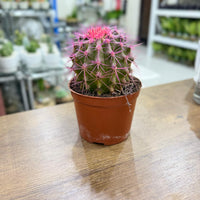 Golden Barrel cacti (Echinocactus grusonii) Painted