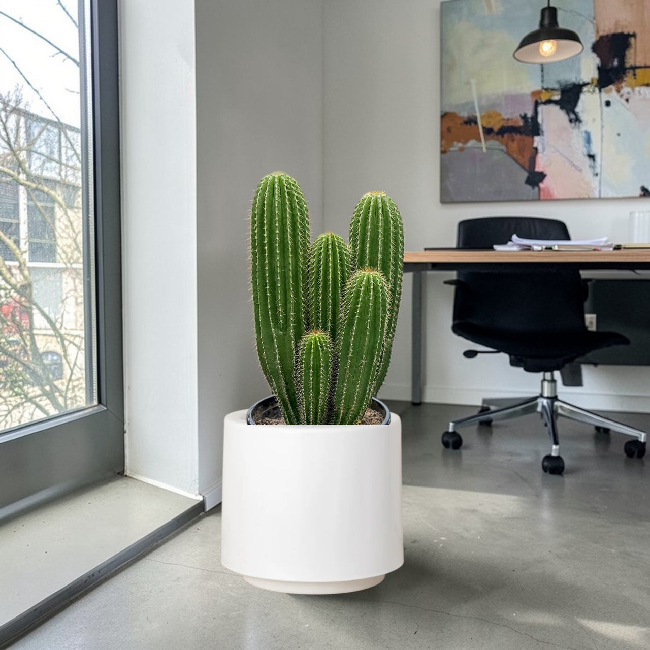 Red torch cactus-Trichocereus huascha