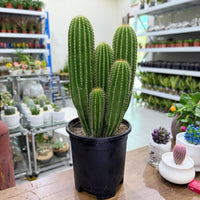 Red torch cactus-Trichocereus huascha