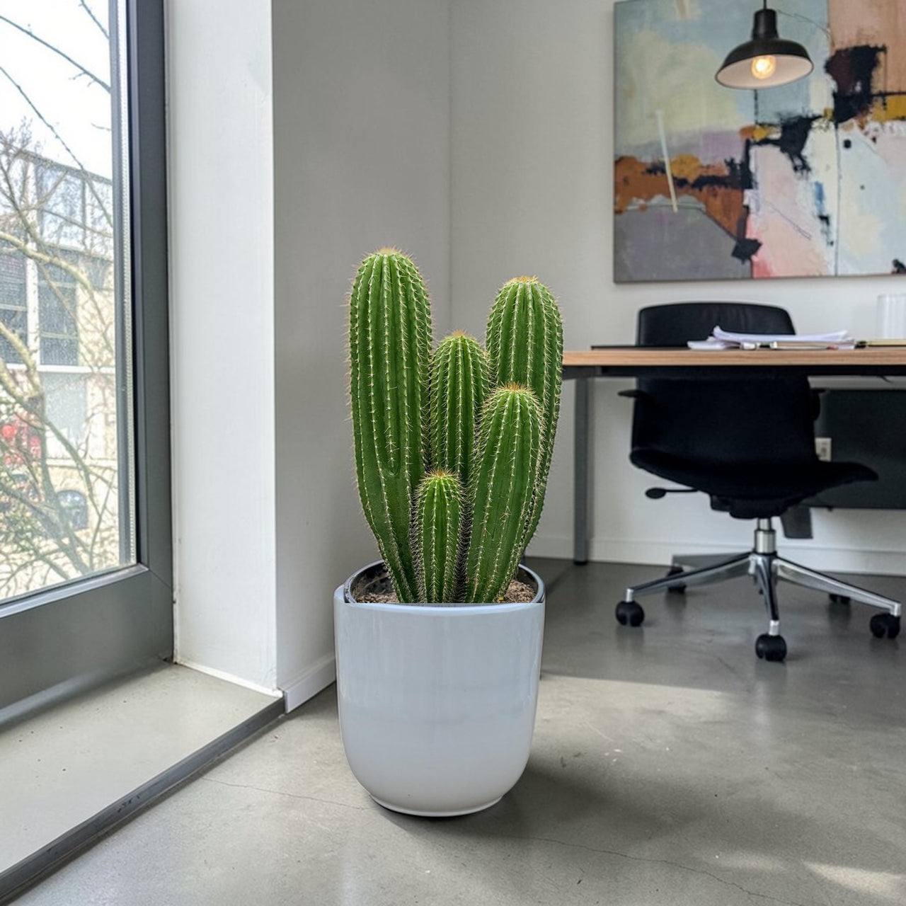 Red torch cactus-Trichocereus huascha