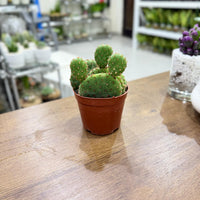 Cactus Opuntia microdasys- Bunny Ears