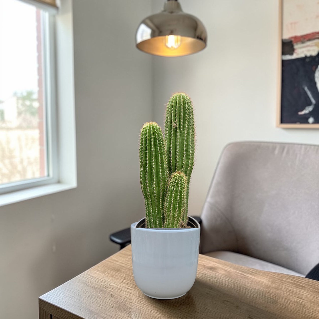 Golden Saguaro / Cone Cactus