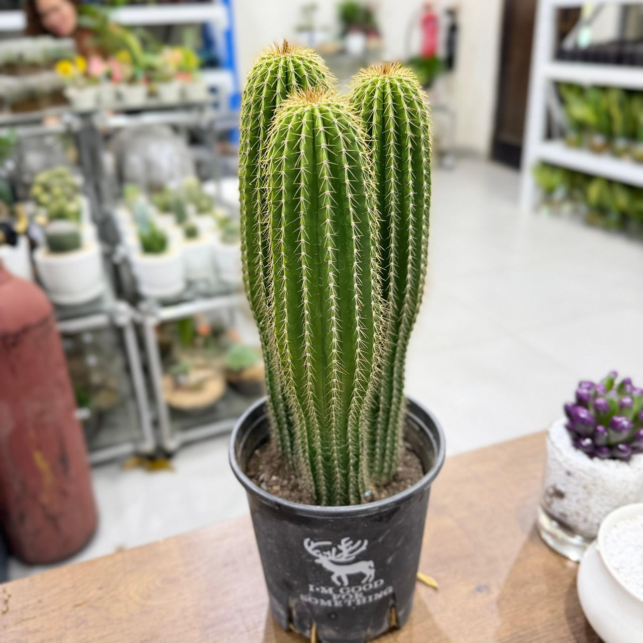Golden Saguaro / Cone Cactus