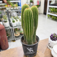 Golden Saguaro / Cone Cactus
