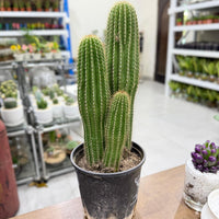 Golden Saguaro / Cone Cactus