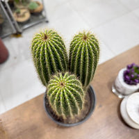 Golden Saguaro / Cone Cactus