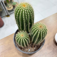 Golden Saguaro / Cone Cactus
