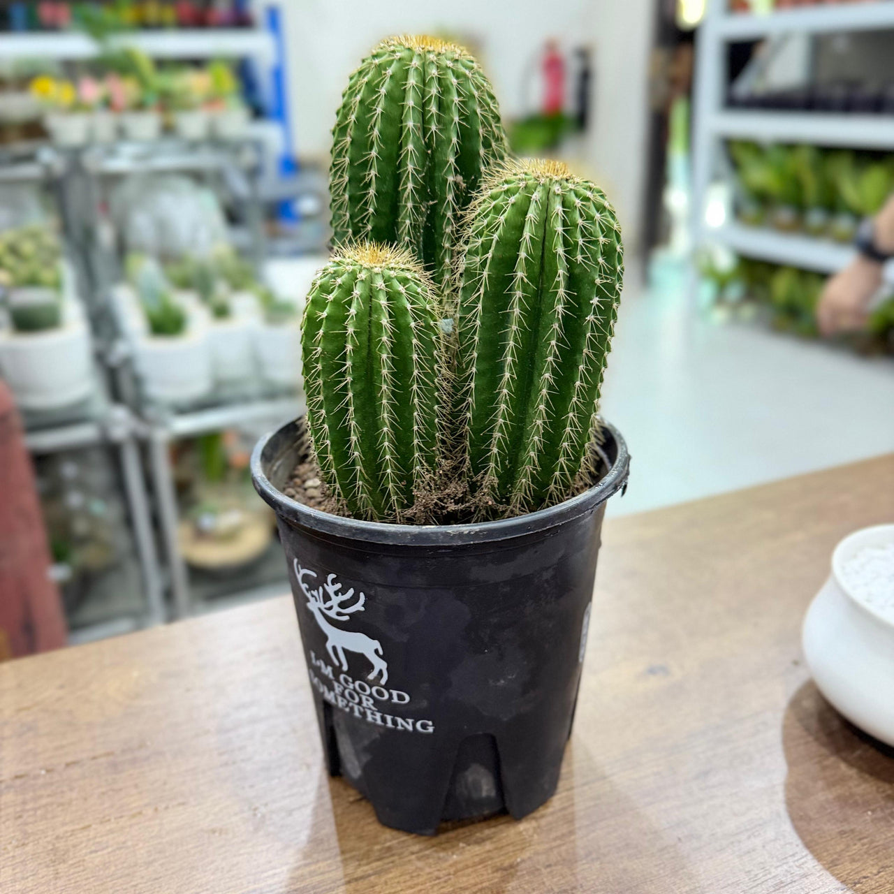 Golden Saguaro / Cone Cactus