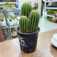 Golden Saguaro / Cone Cactus