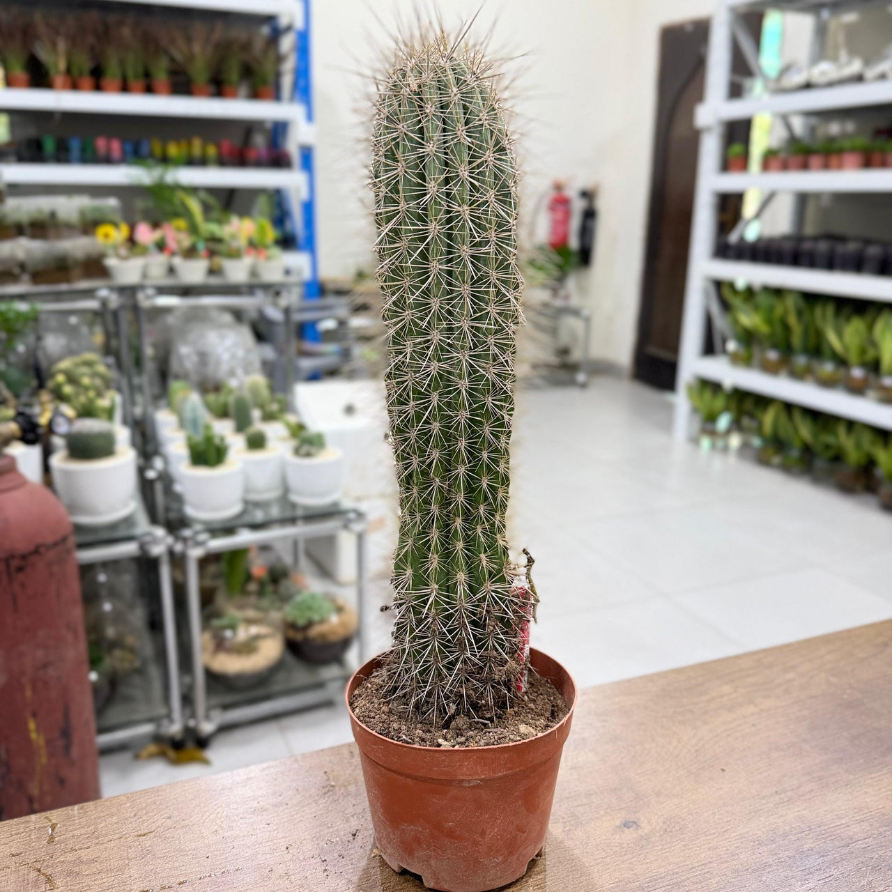 Mexican giant cactus - Saguaro Cactus