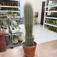 Mexican giant cactus - Saguaro Cactus