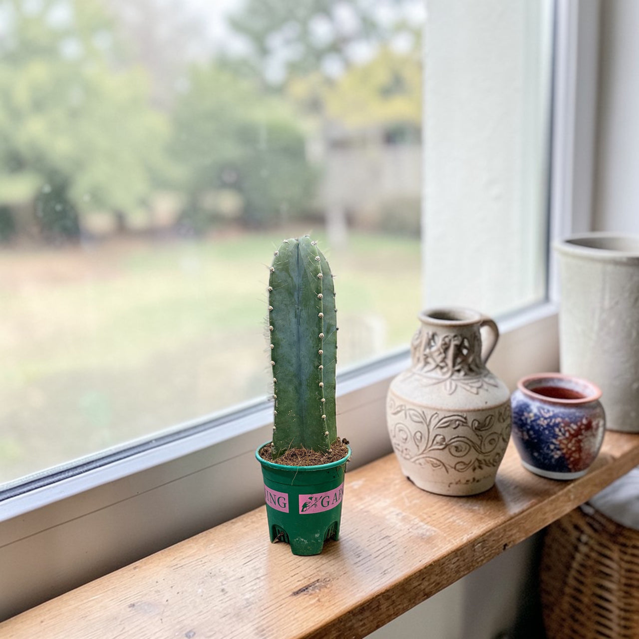 San Pedro cacti - Trichocereus pachanoi