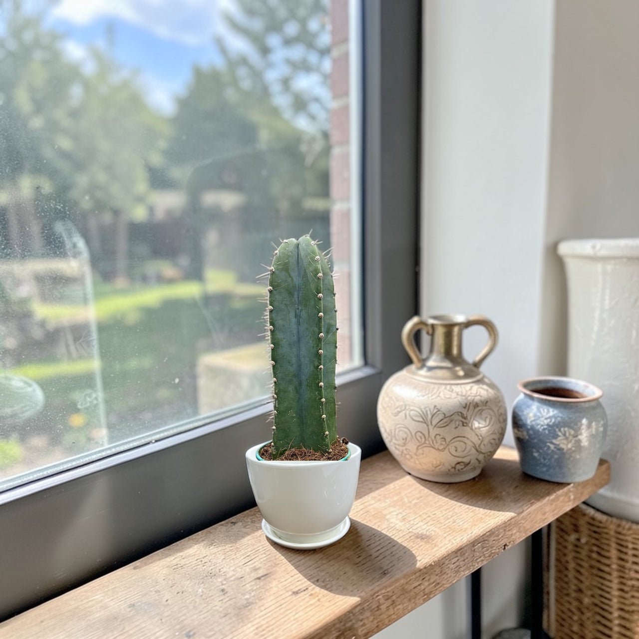 San Pedro cacti - Trichocereus pachanoi