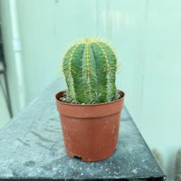Golden barrel cactus - Parodia magnifica
