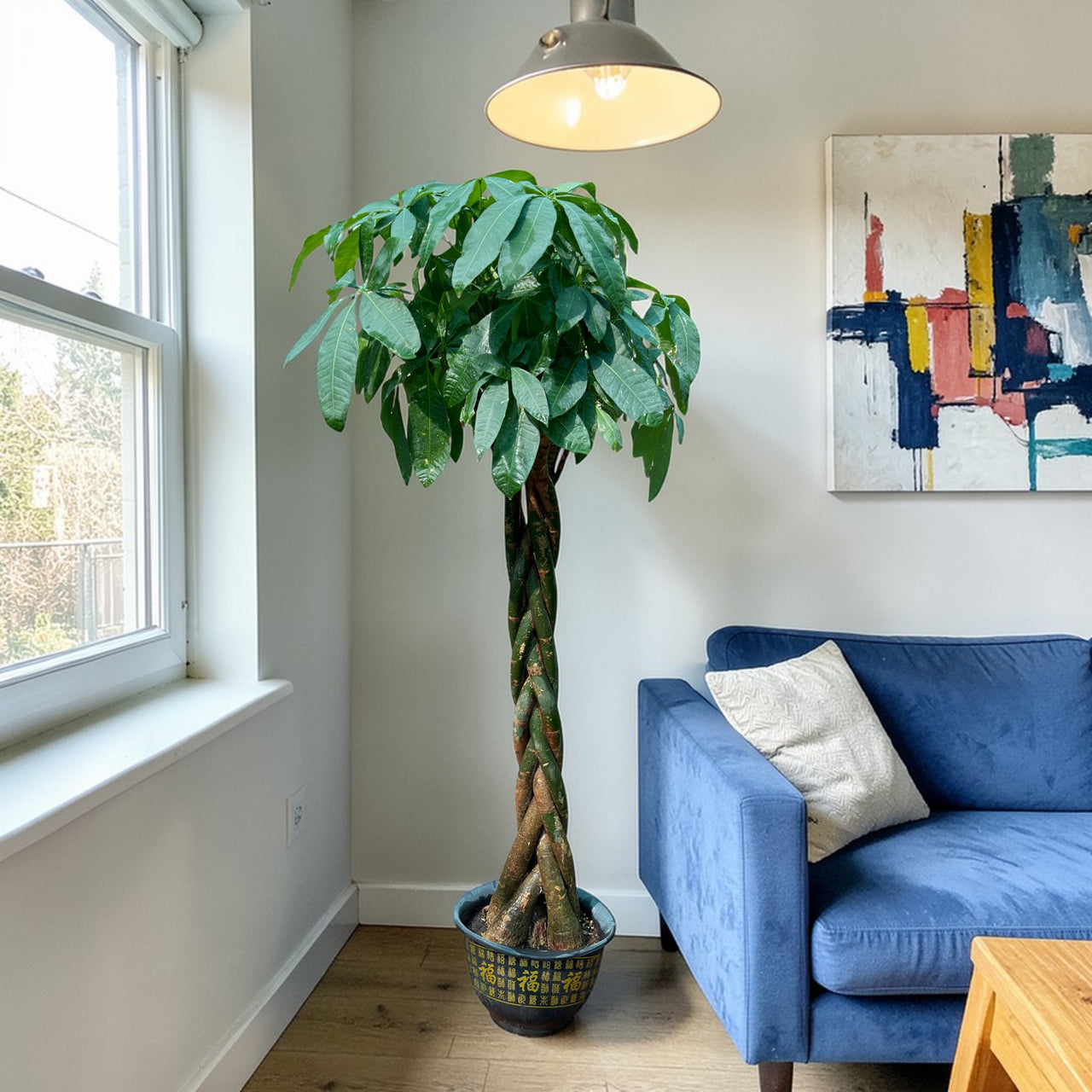 Pachira plant - Money Tree