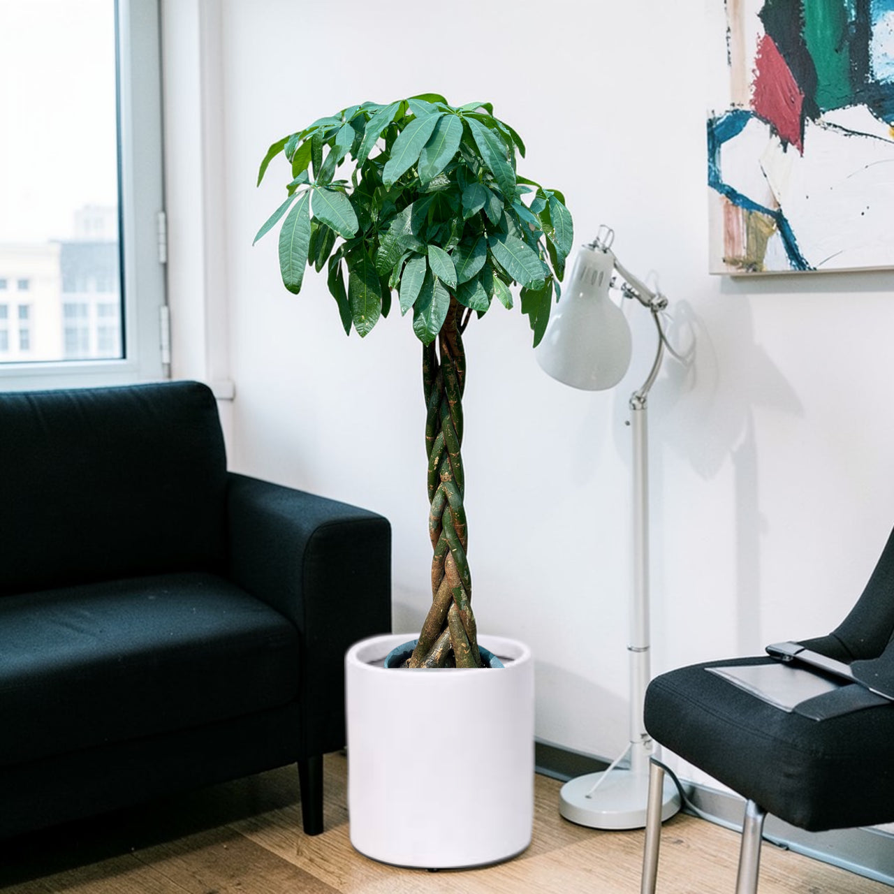 Pachira plant - Money Tree
