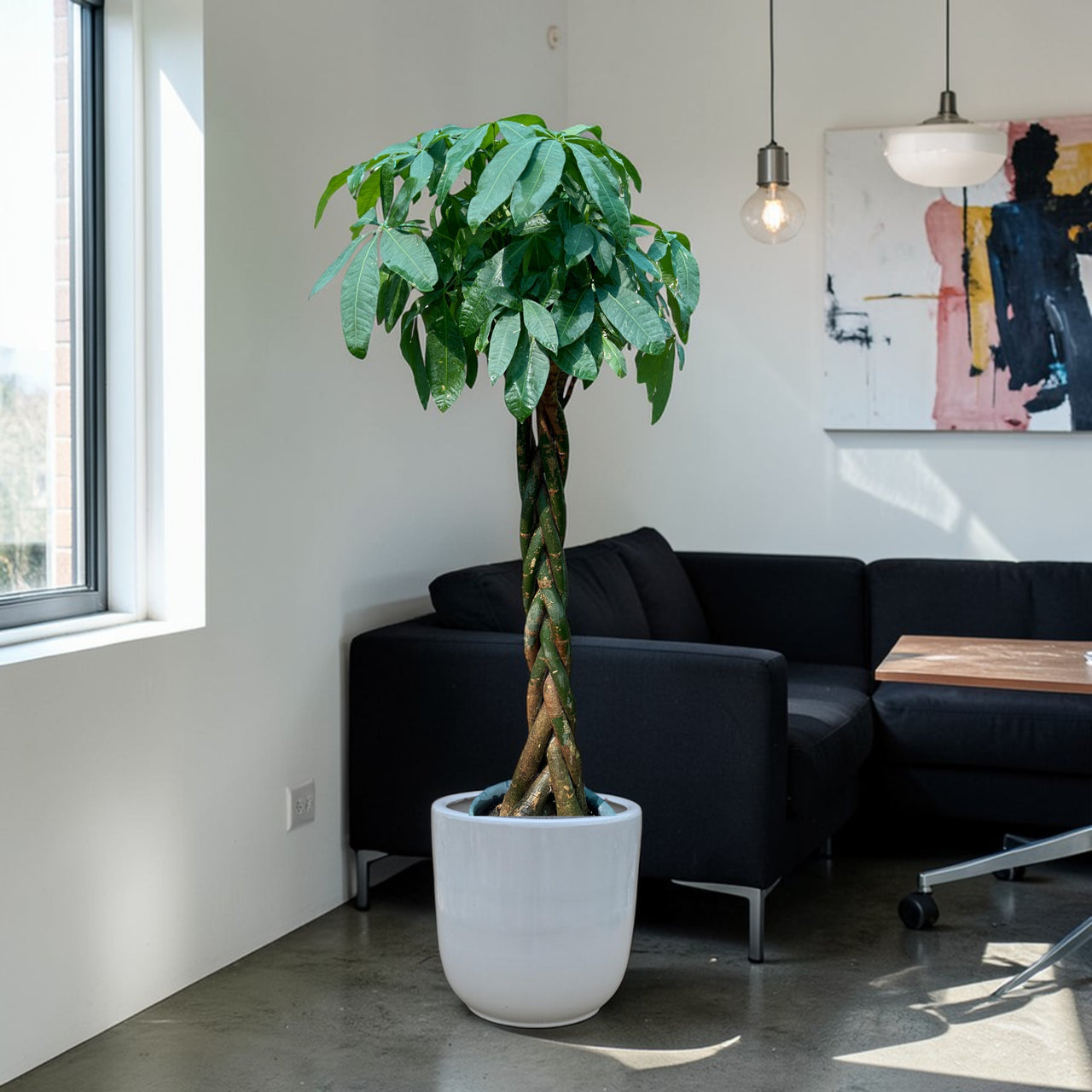 Pachira plant - Money Tree