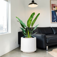 Traveller's Palm – Ravenala madagascariensis