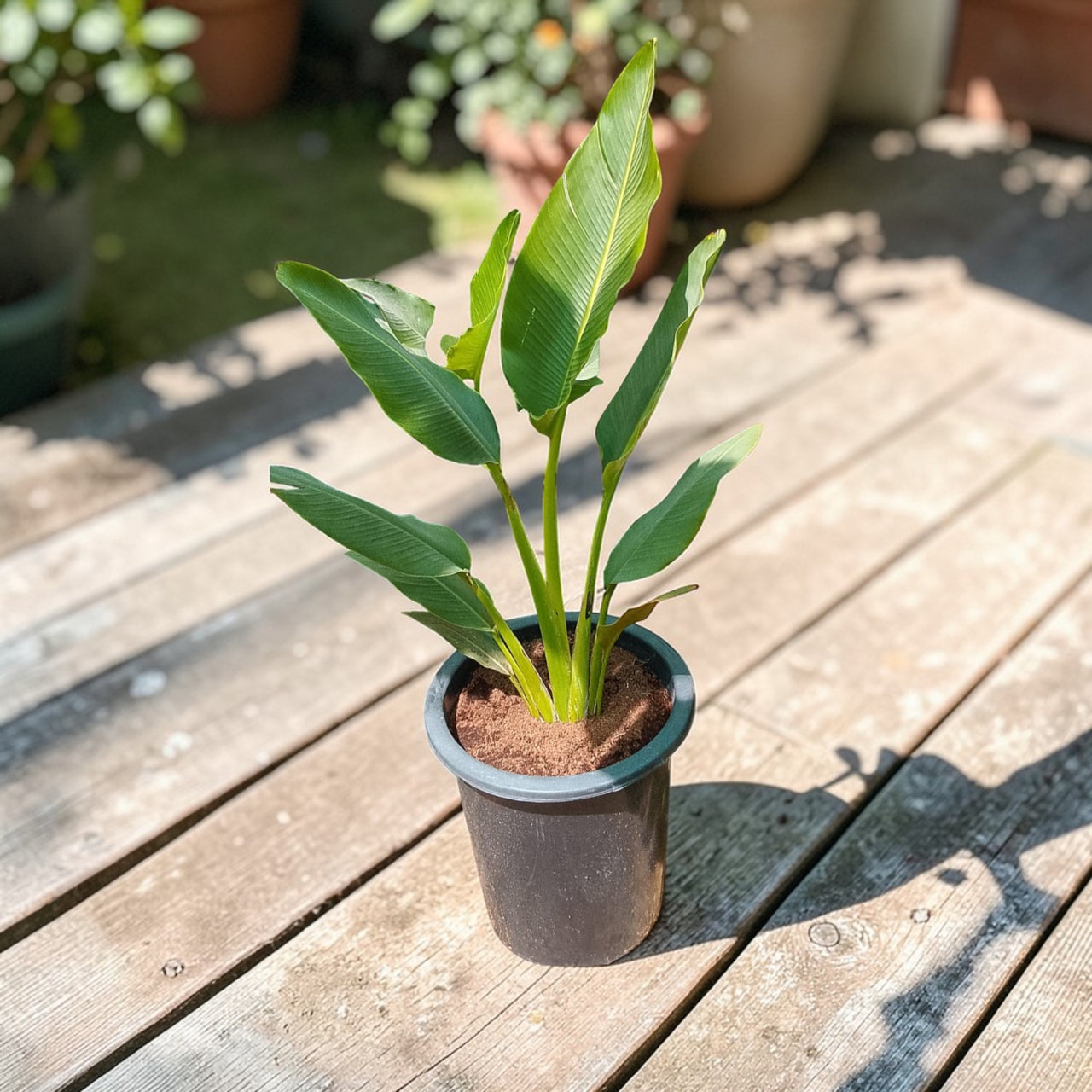 Traveller's Palm – Ravenala madagascariensis