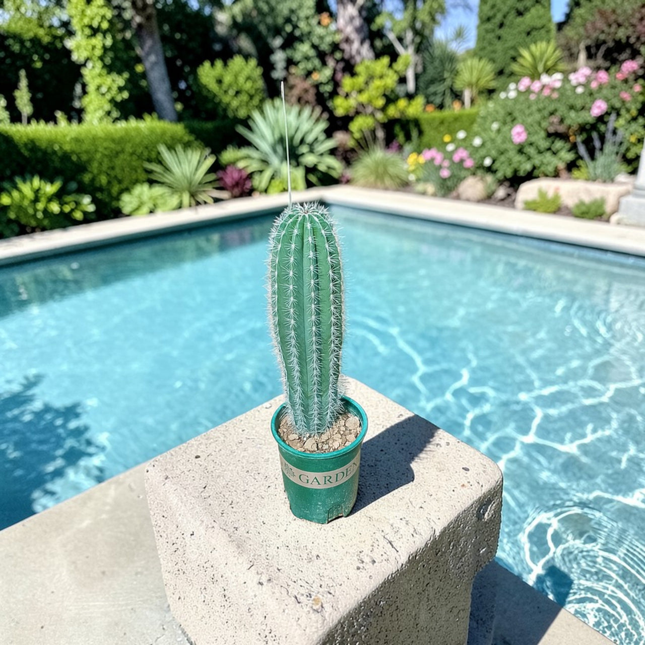 Pachycereus Pringlei Cactus