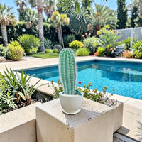 Pachycereus Pringlei Cactus
